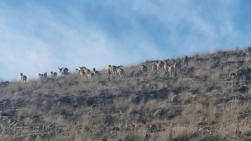 Nesli tehlikedeydi, Konya’da doğaya yeni umut oldular 8